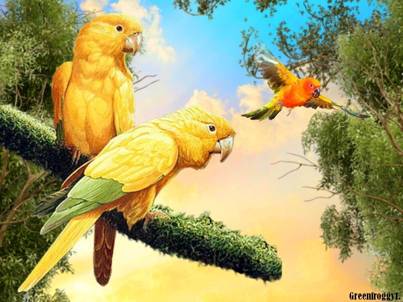 Three Parrots in Trees