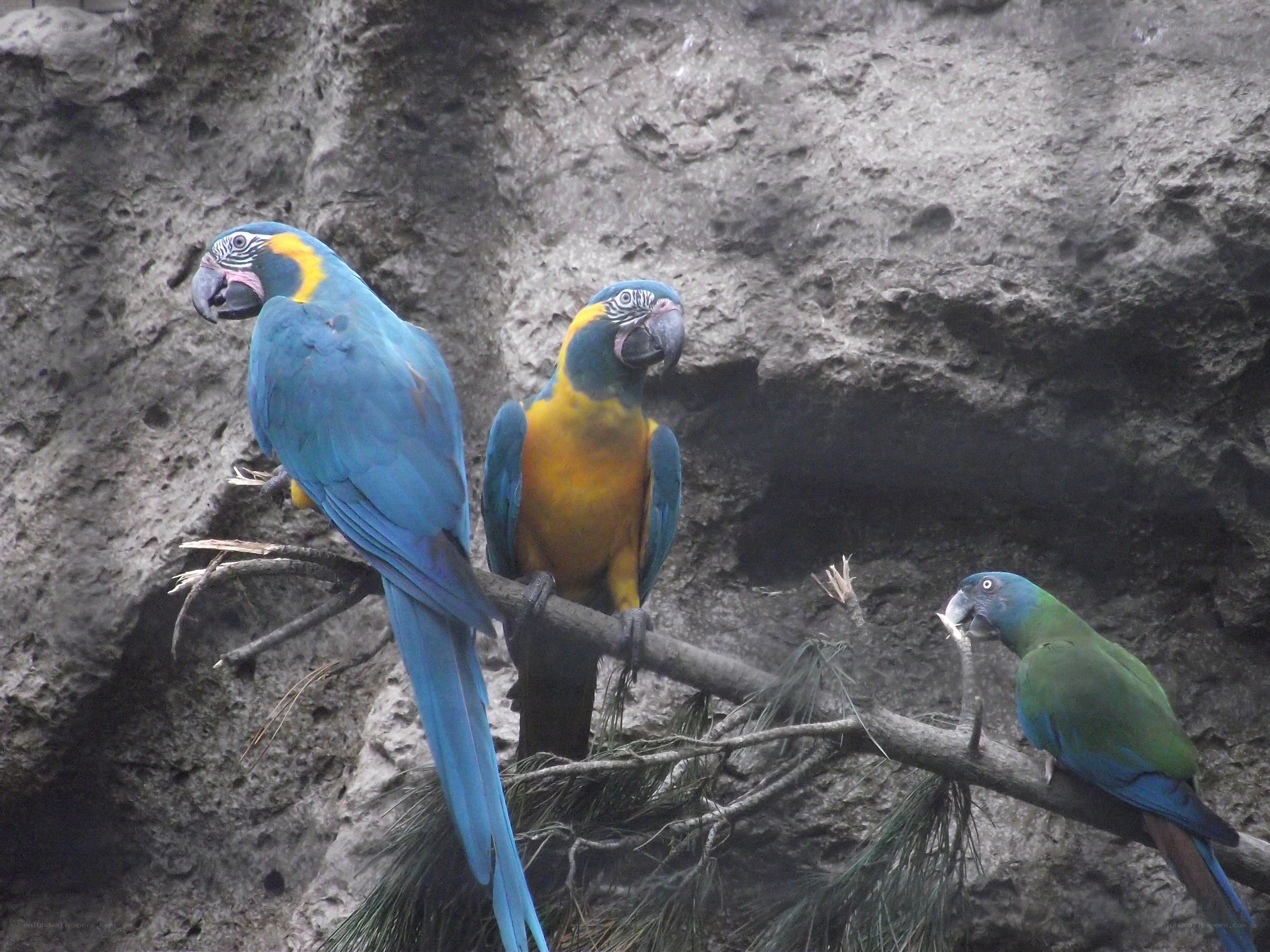 Three parrots on a branch