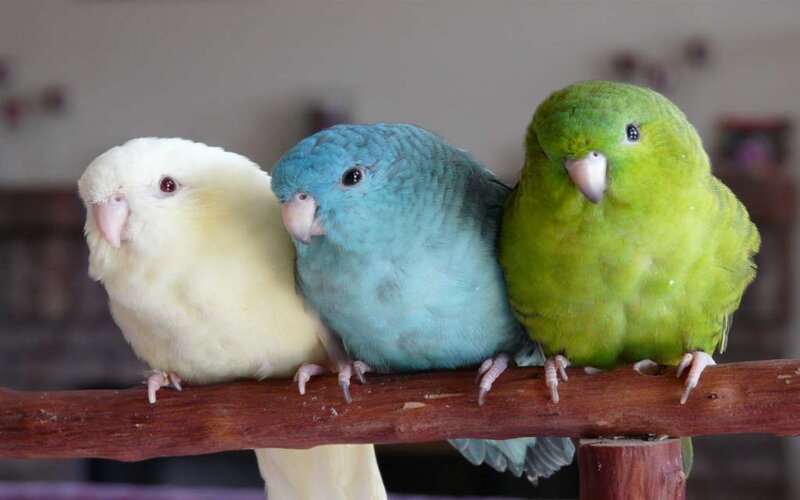 Three Parrots on a Perch