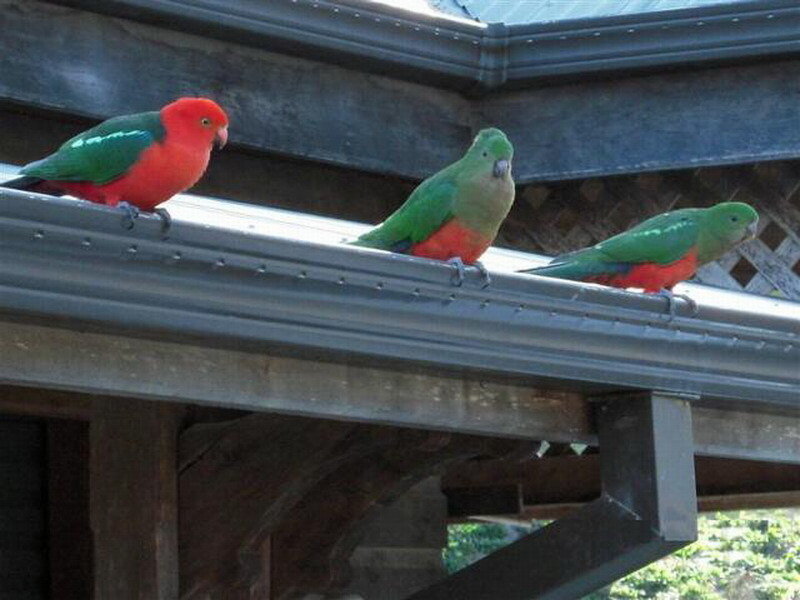 Three Parrots on a Roof — Green