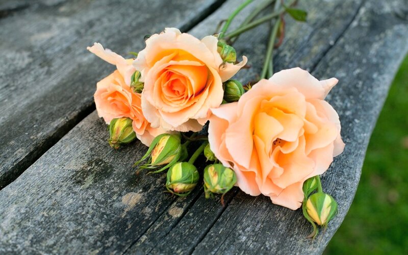 Three Peach Roses — Calm, Afternoon