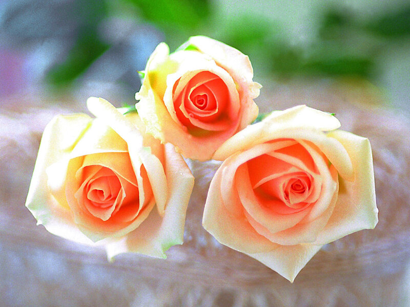 Three Peach Roses — Calm, Photograph, Flowers