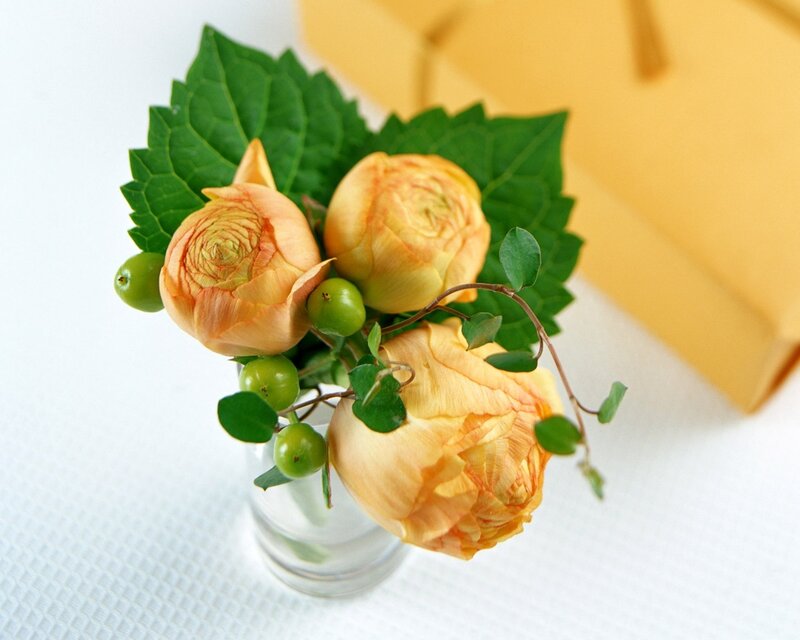 Three Peach Roses — Calm, Photograph, Green Leaves