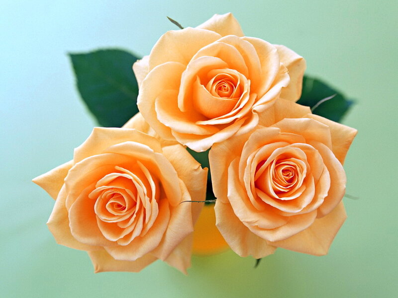 Three Peach Roses — Calm, Photograph
