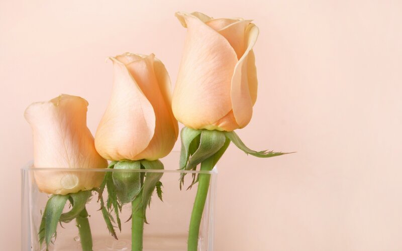 Three Peach Roses — Calm, Photograph, Vase, Green Stems