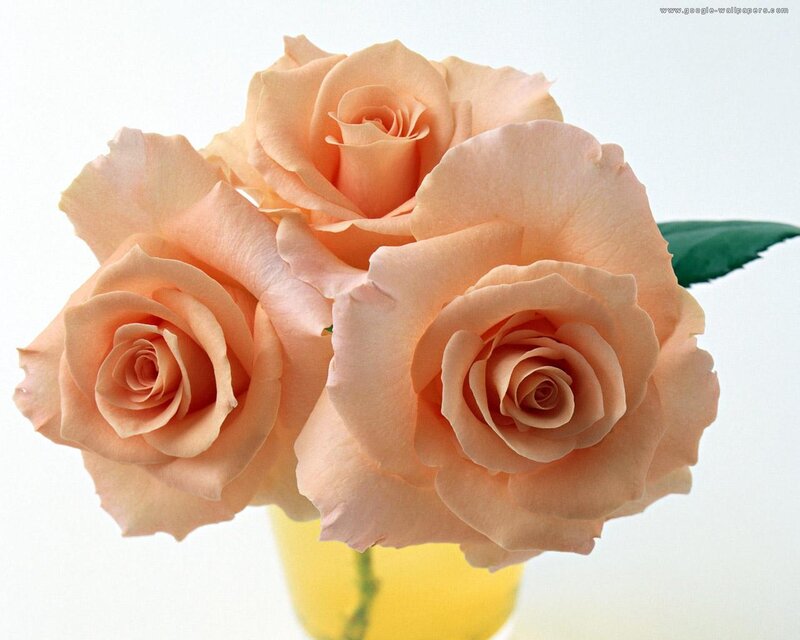 Three Peach Roses — Calm