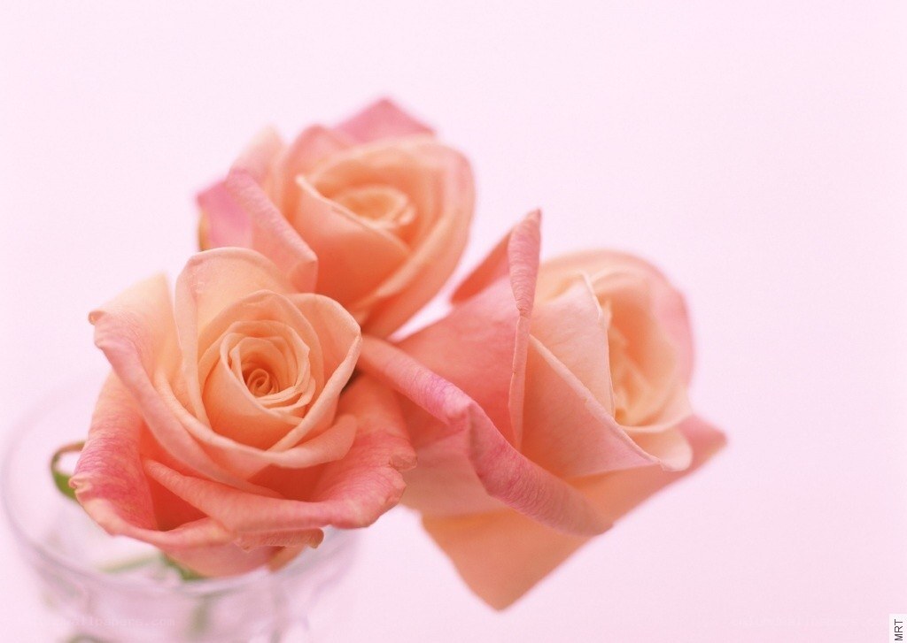 Three peach roses in a vase