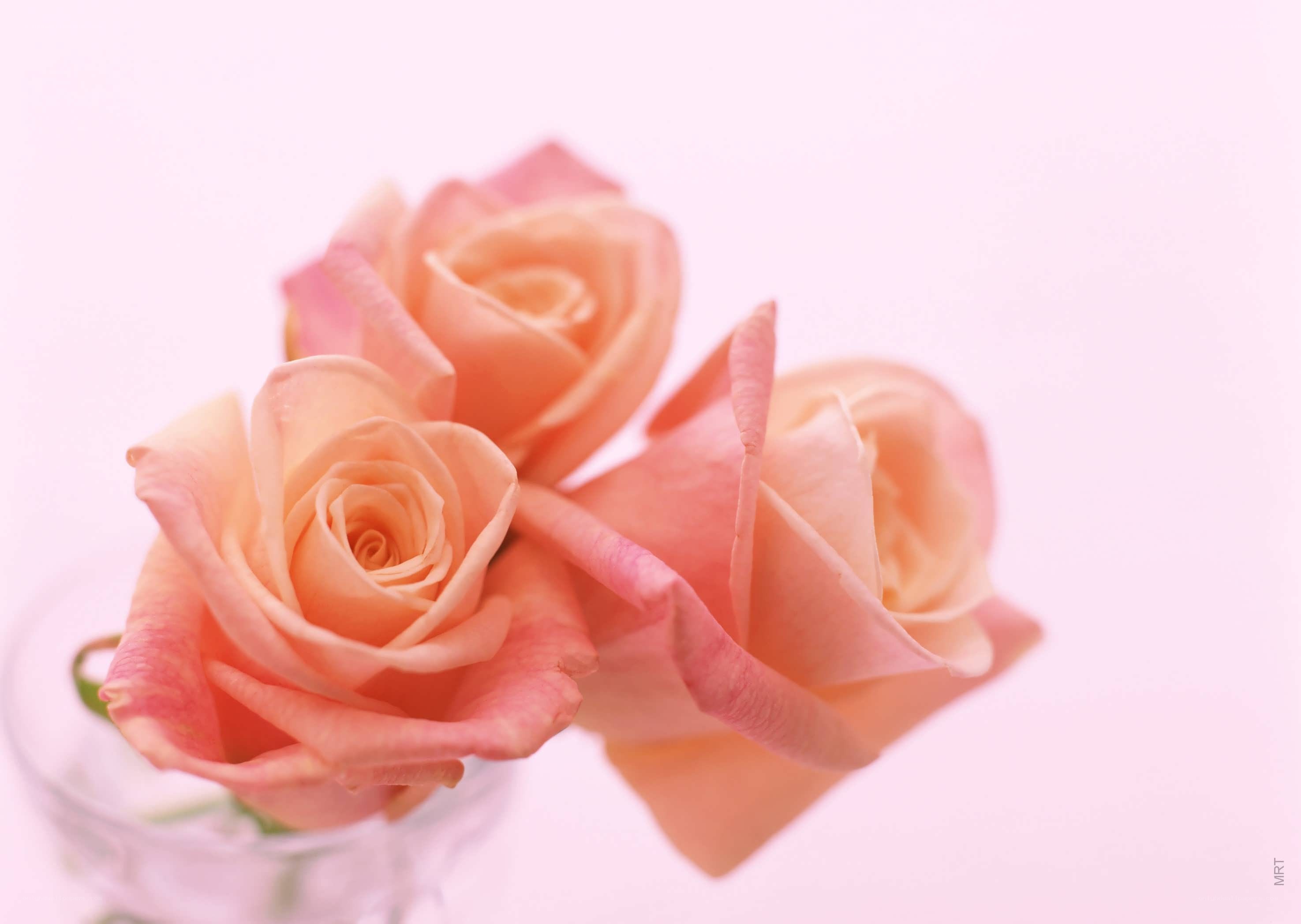 Three peach roses in a vase