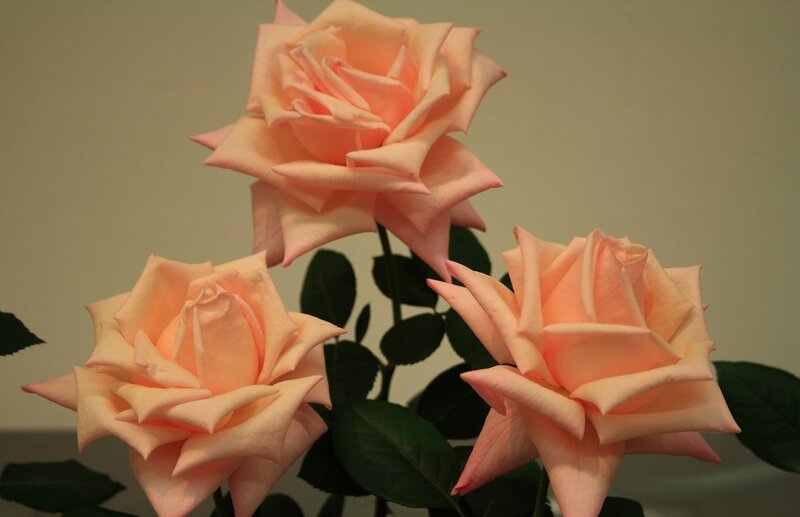 Three peach roses in bloom