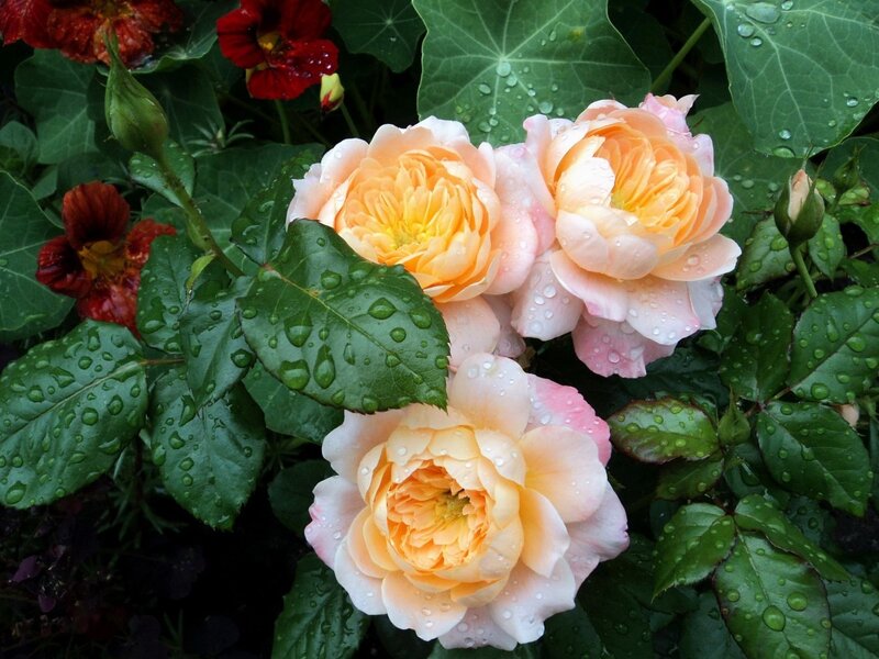 Three Peach Roses — Serene, Morning