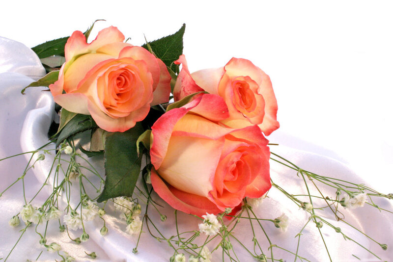 Three Peach Roses — Serene, Photograph, Green Leaves