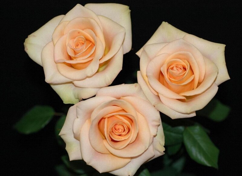 Three Peach Roses — Serene, Photograph