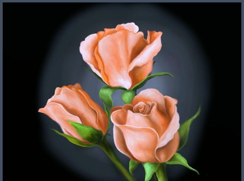 Three Peach Roses — Serene