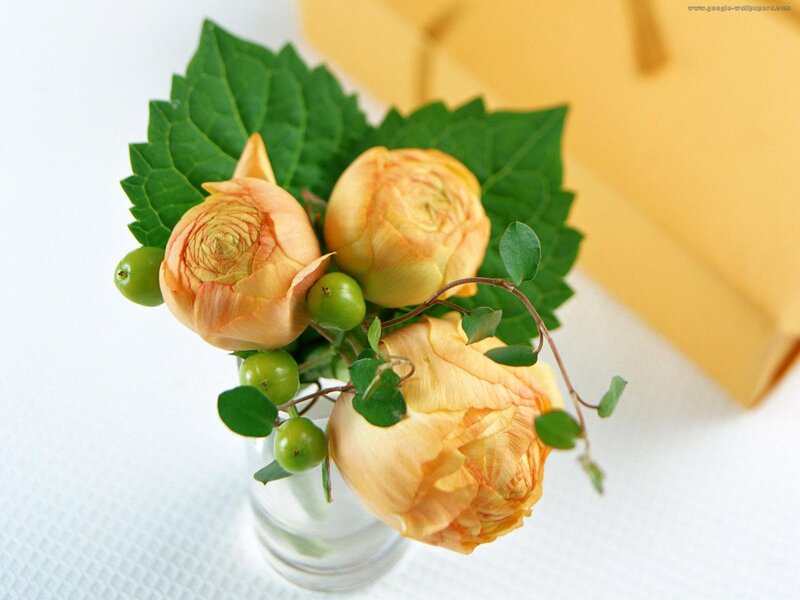 Three Peach Roses