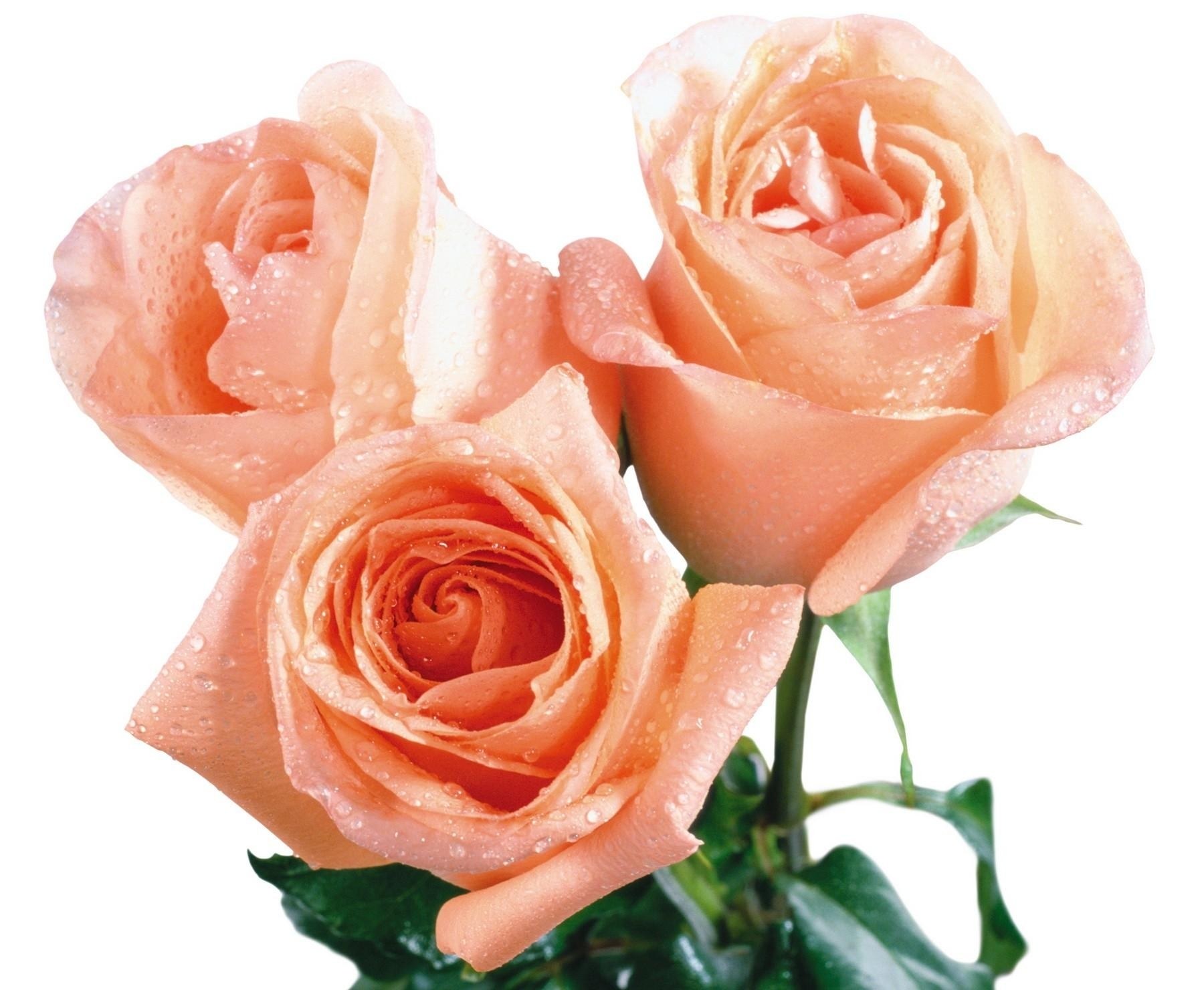 three peach roses with water droplets