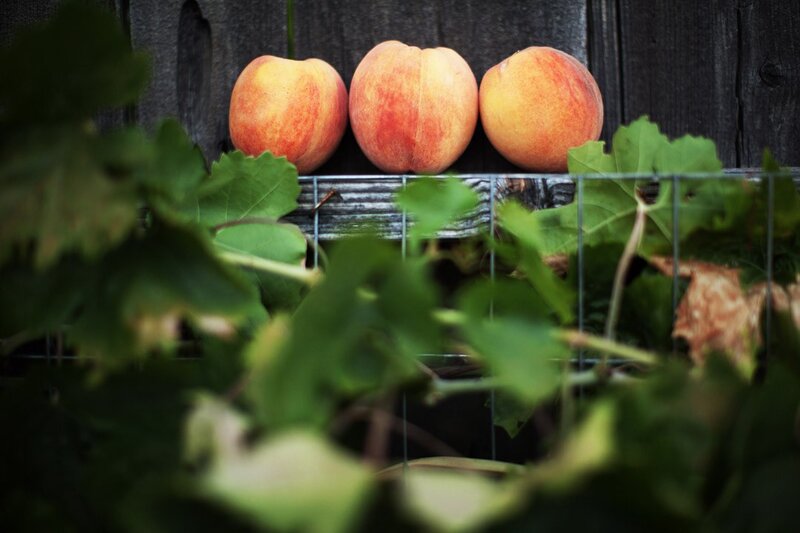 three peaches on a wire rack