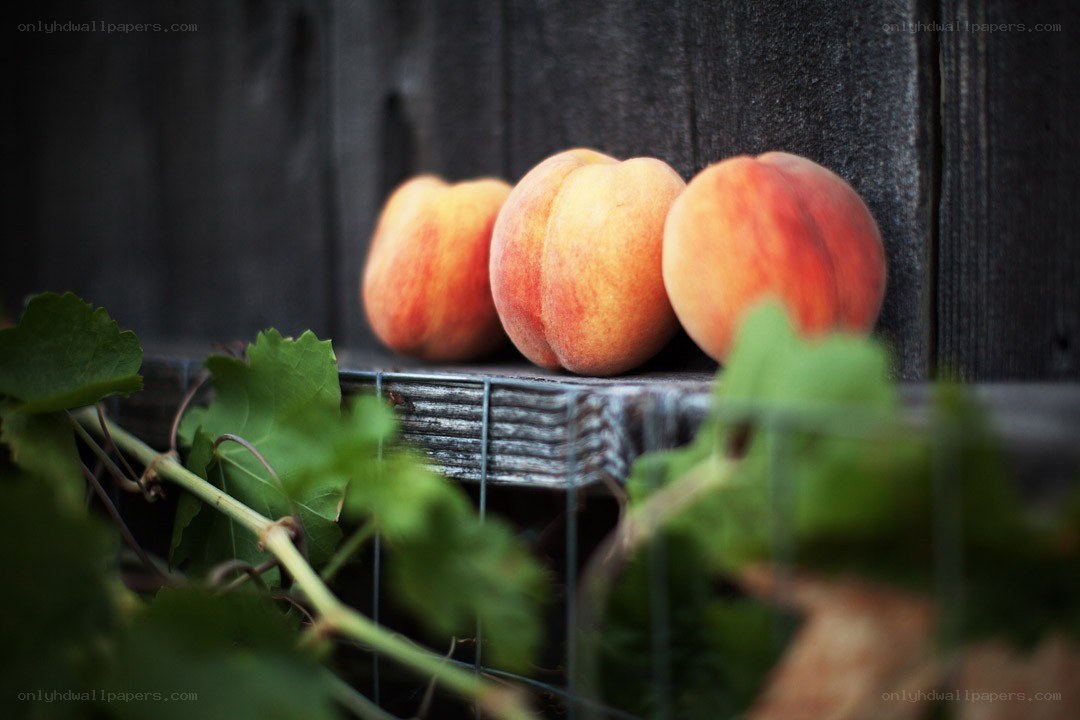 Three peaches on a wooden surface