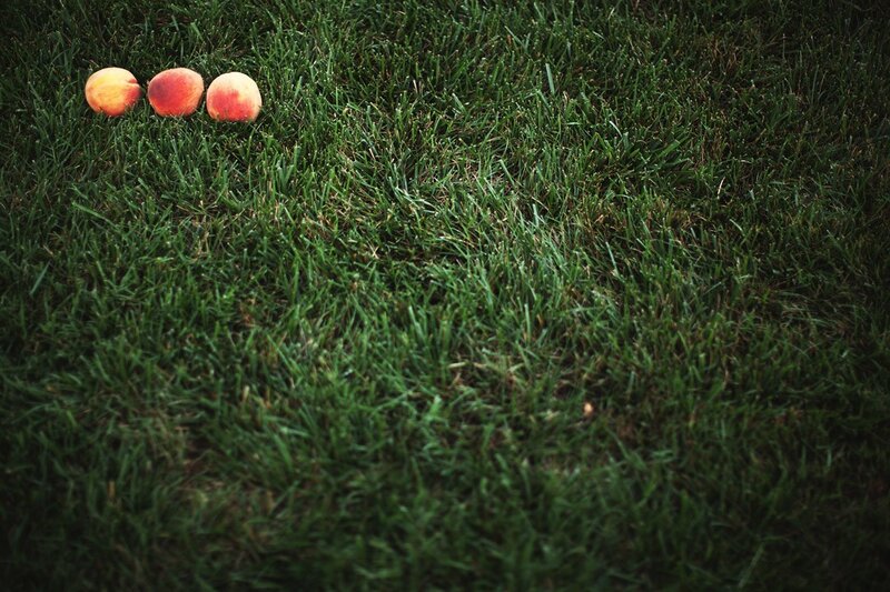 Three peaches on grass