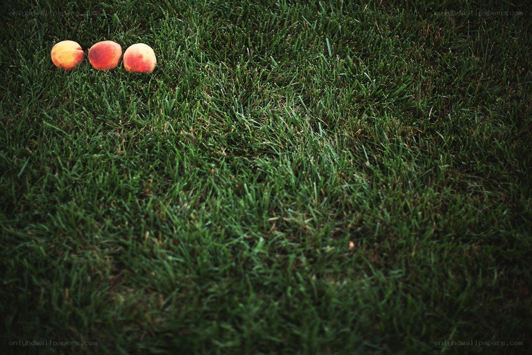 Three peaches on grass