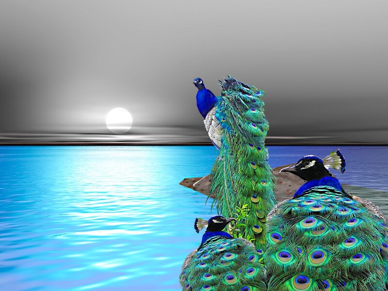 Three Peacocks on a Rock