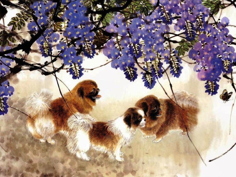 Three Pekingese Dogs