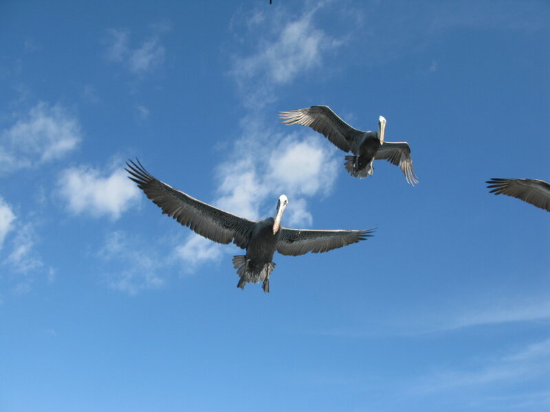 Three Pelicans Flying