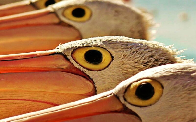 Three Pelicans in a Row