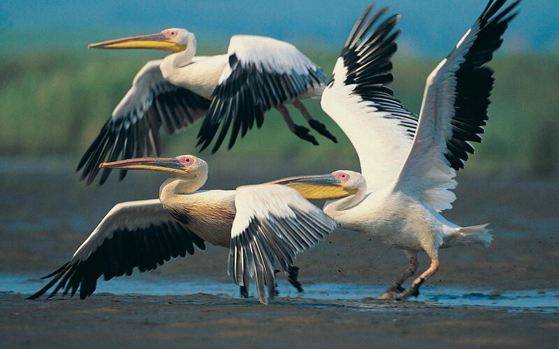 Three Pelicans in Flight — White, Dynamic, Afternoon, Photograph