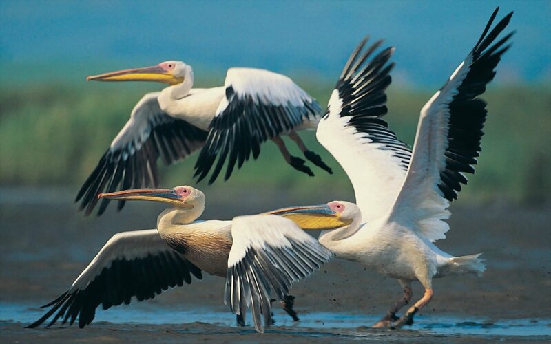 Three Pelicans in Flight — White, Dynamic, Photograph, Wings