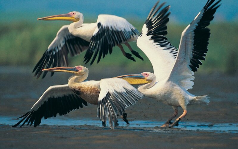Three Pelicans in Flight — White