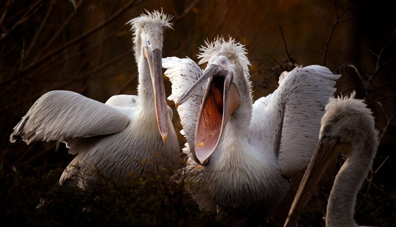 Three Pelicans in Nest