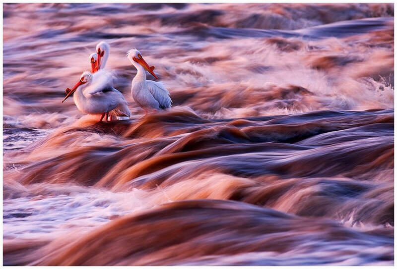 Three Pelicans in River