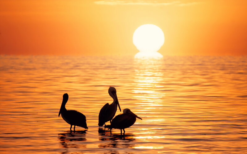 Three Pelicans in Water — Orange