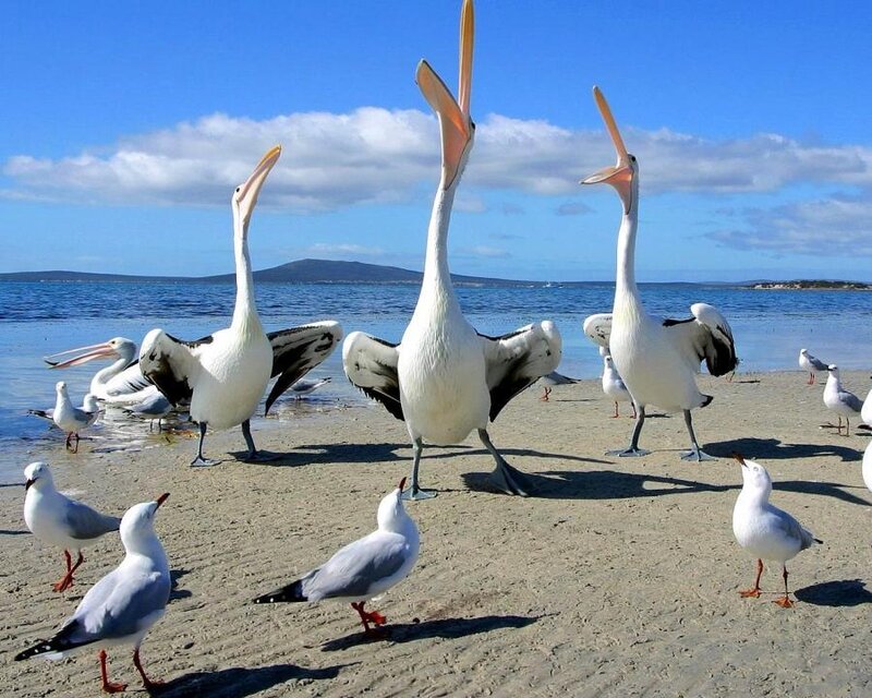 Three Pelicans on Beach