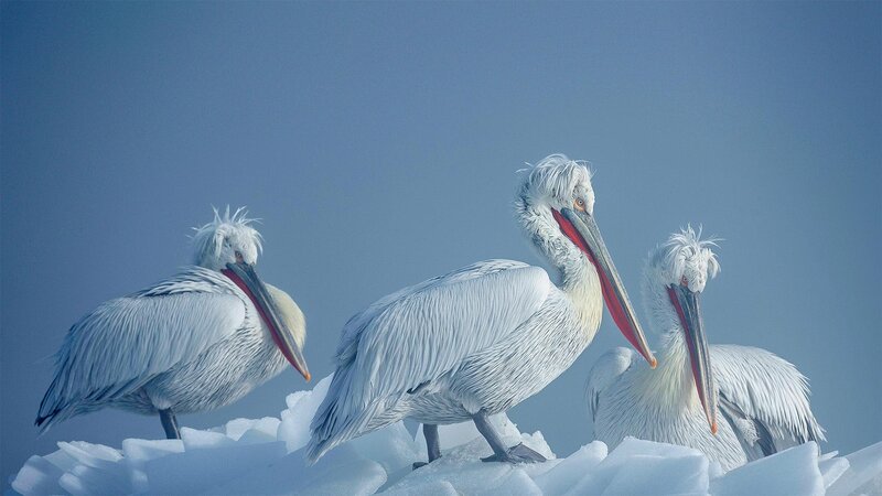 Three Pelicans on Ice