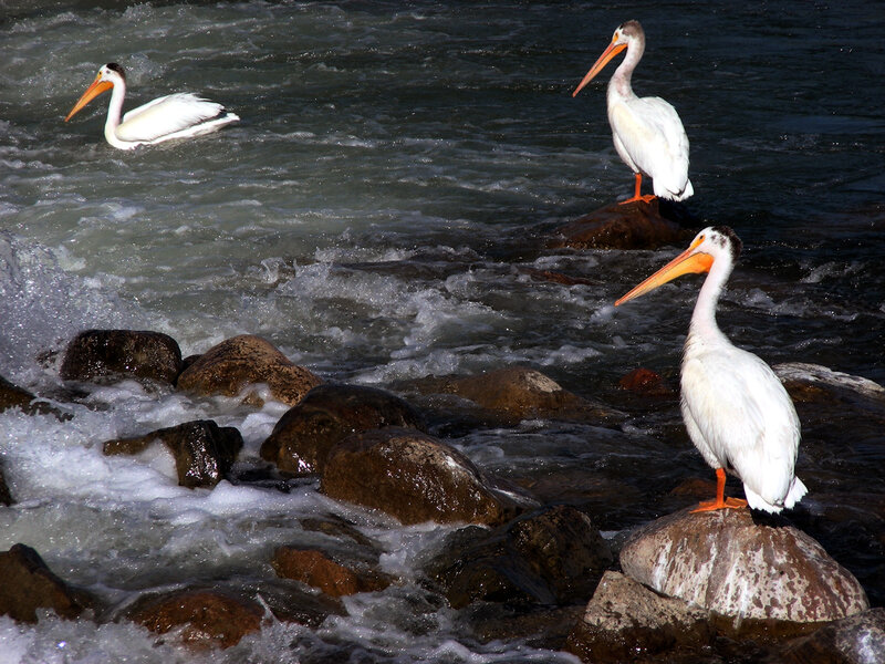 Three Pelicans on Rocks