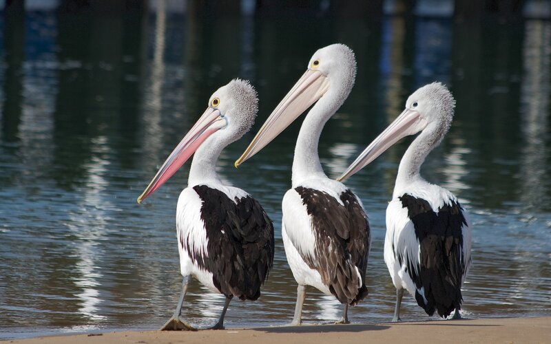 Three Pelicans on Shore