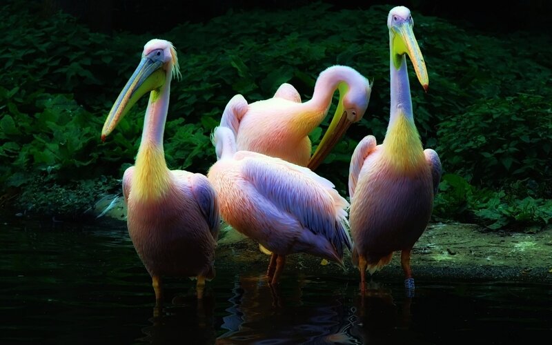 Three Pelicans Standing