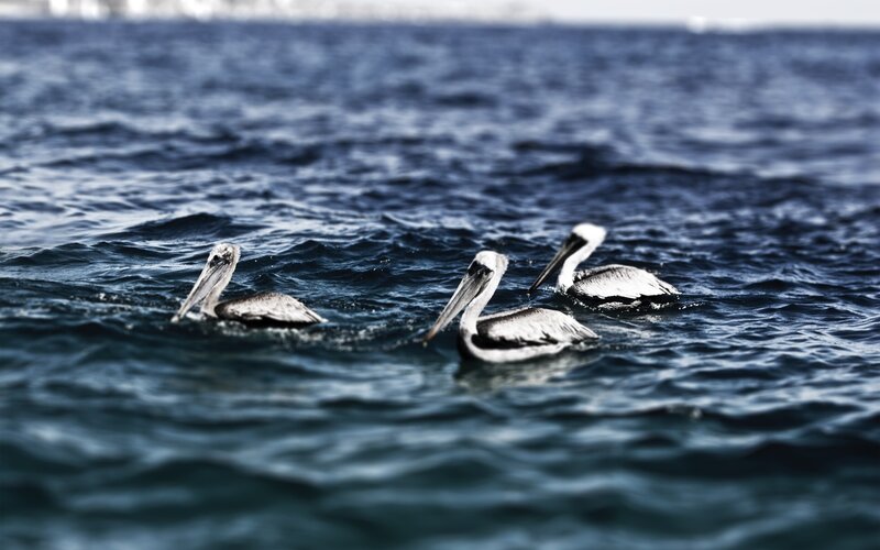Three Pelicans Swimming
