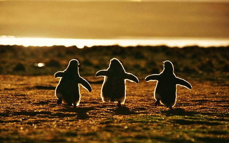 Three Penguin Chicks