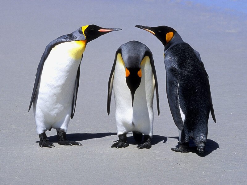 Three penguins on a beach