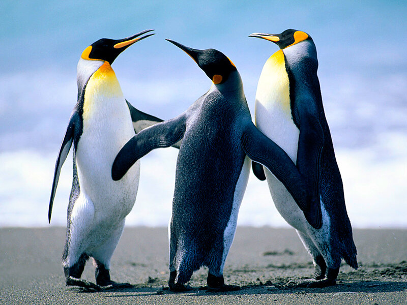 Three penguins on a beach