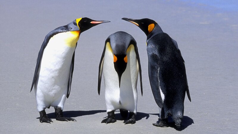 Three penguins on a beach