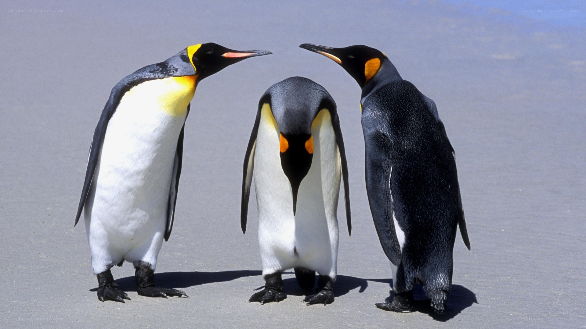 Three penguins on a beach
