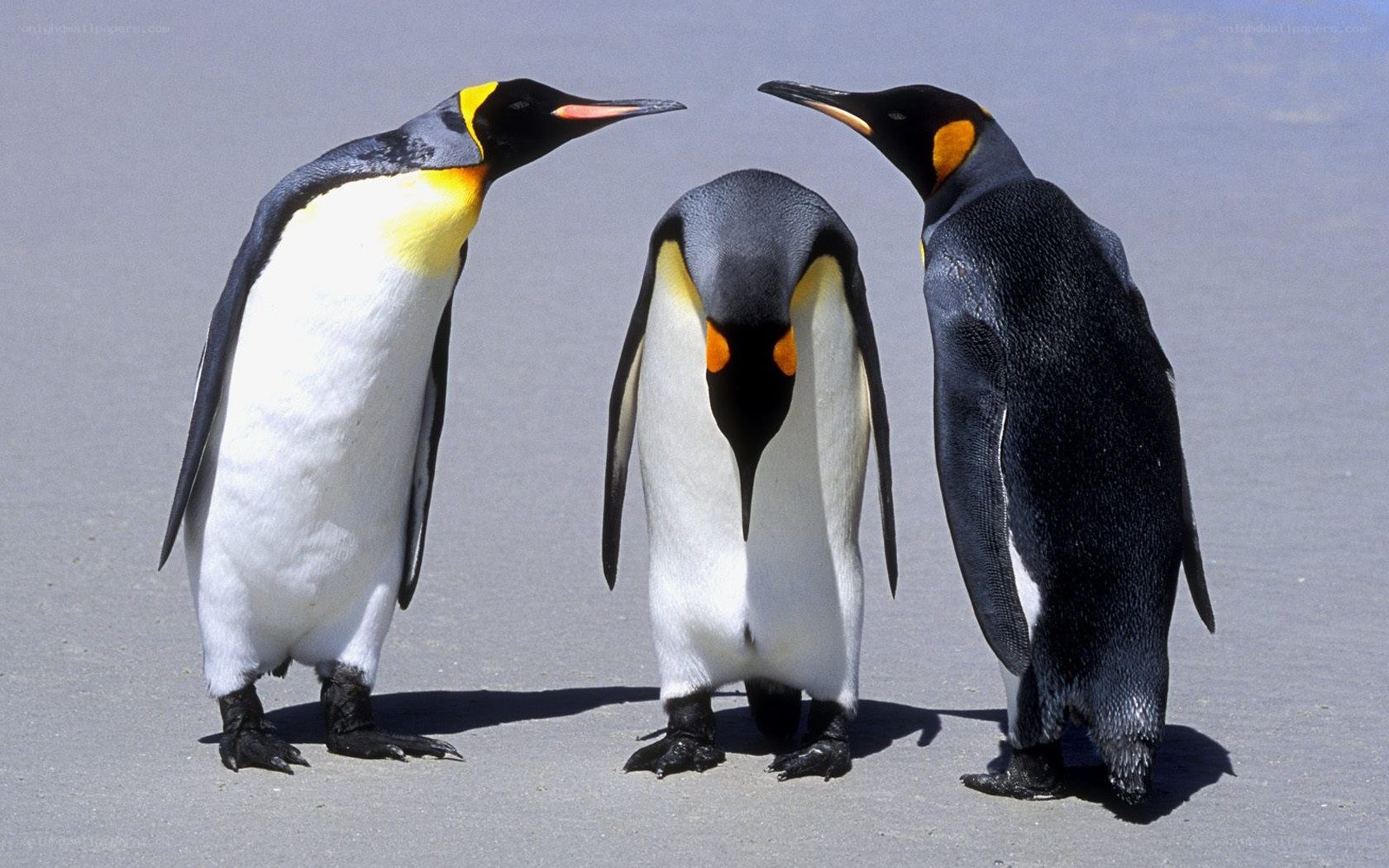 Three penguins on a beach