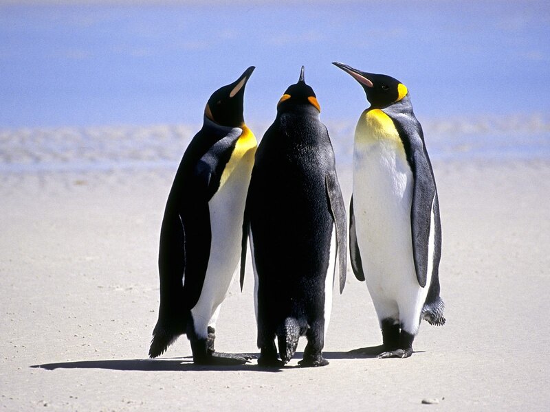 Three penguins on a beach