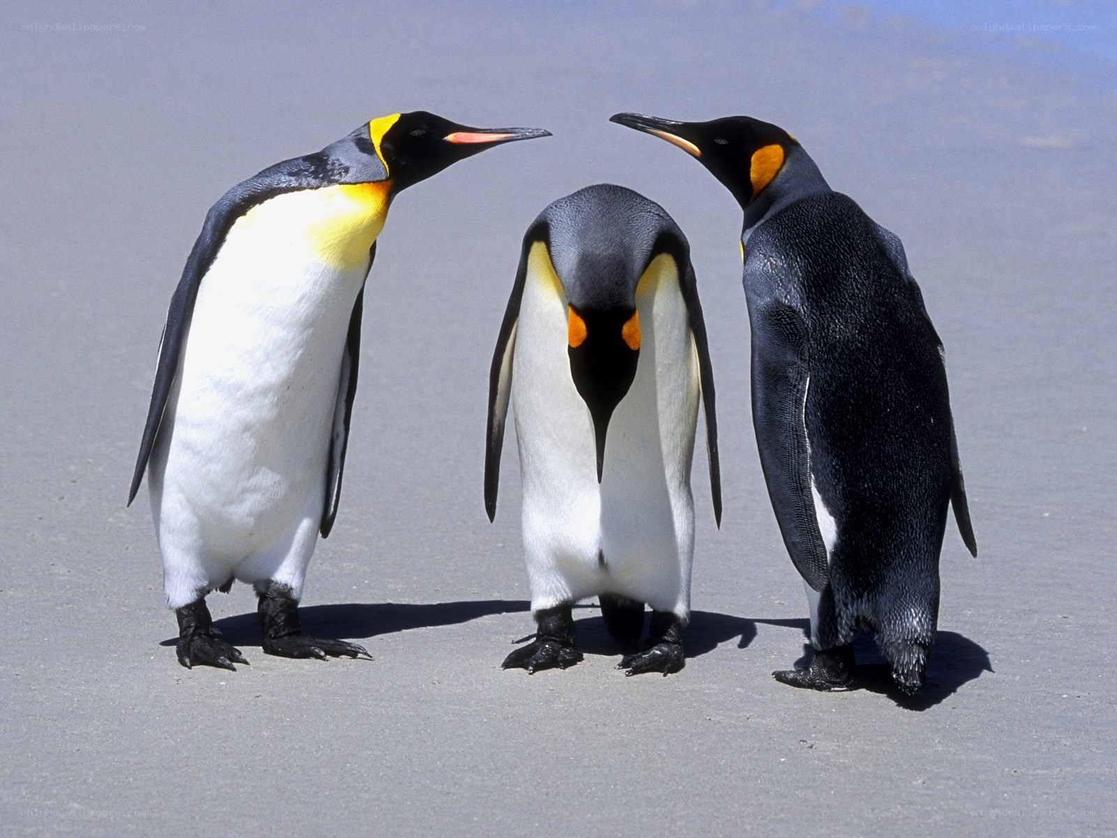 Three penguins on a beach