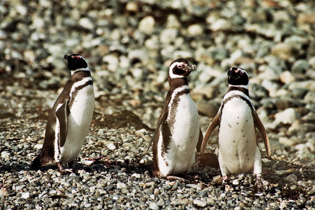 Three penguins on a pebble beach