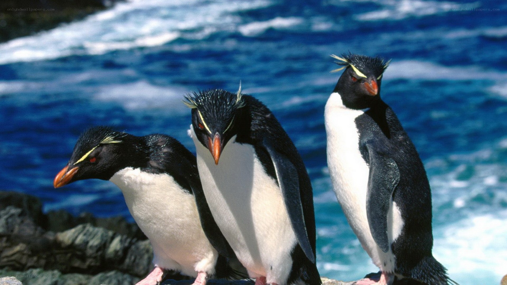 Three penguins on a rocky shore