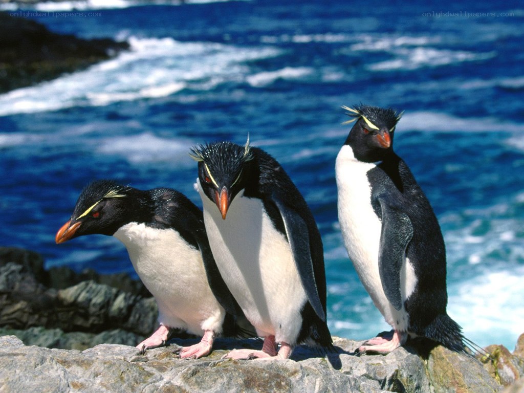 Three penguins on a rocky shore